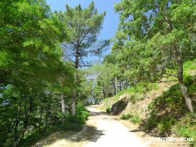 Pinares de la Angostura en Piedralaves;ruta de senderismo senderismo sierra de madrid